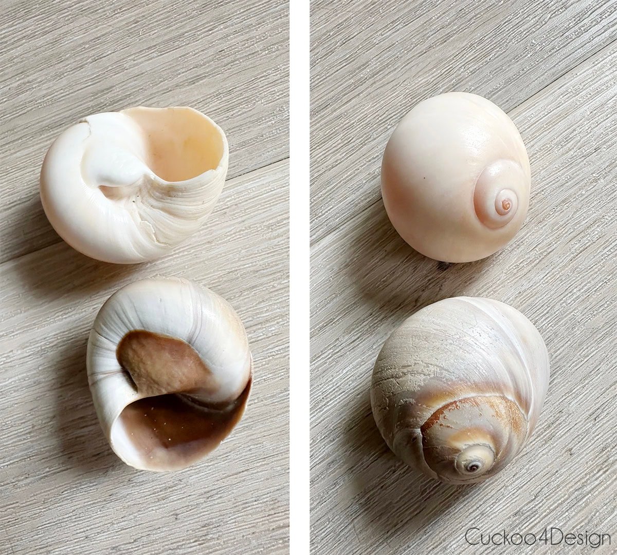 pulsera conchas: Shark Eye Moonsnail Shell al lado de la carcasa del norte de la luna