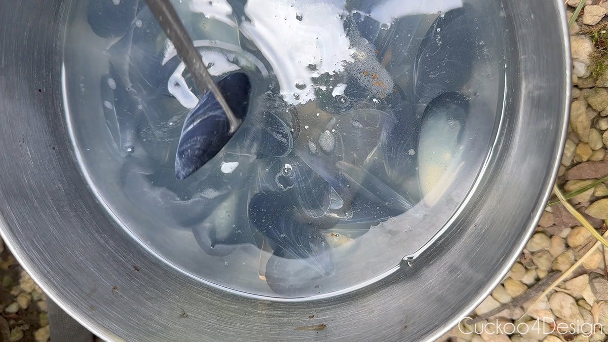 tazón con blanqueador y solución de agua cubriendo conchas